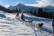 Flaine - sledehonden